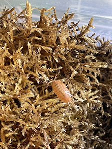 Isopodis Porcellio laevis “Orange” (2 foto / 3)