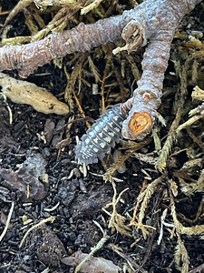 Kakandid Armadillidium depressum (2 foto / 2)
