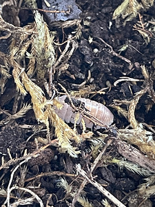 Kakandid Armadillidium "Albino" (3 foto / 3)