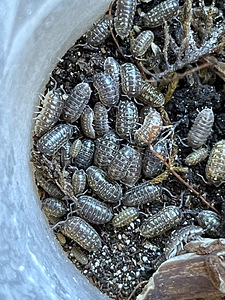 Metsatäi Armadillidium pictum (1 foto / 3)