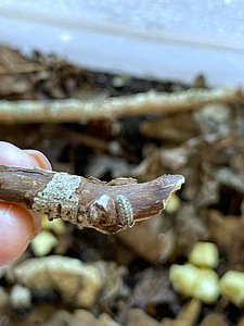 Metsatäi Armadillidium pictum (2 foto / 3)