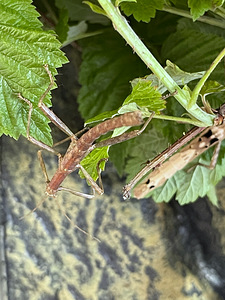 Raagritsikas Lamponius guerini (3 foto / 4)