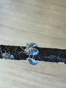 Puutäi Porcellio laevis “Dalmation” (2 foto / 3)