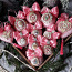 Комплект ёлочных игрушек"Розовыи зефир" (фото #1)