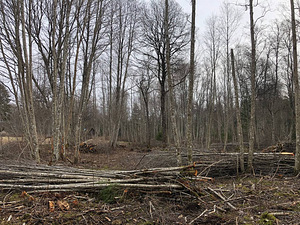 Võsalõikus väikegiljotiiniga ja äravedu (5 foto / 7)