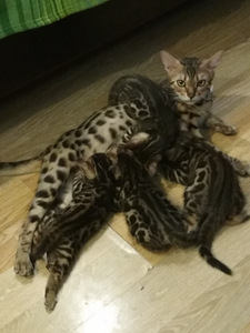 Бенгальские котята
