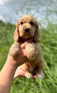 Angļu kokerspaniels (2 foto no 3)