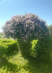 Kupna tn 3, Viru-Jaagupi, Vinni vald, Lääne-Virumaa (3 foto / 16)