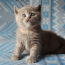 Клубные британские котята (фото #4)