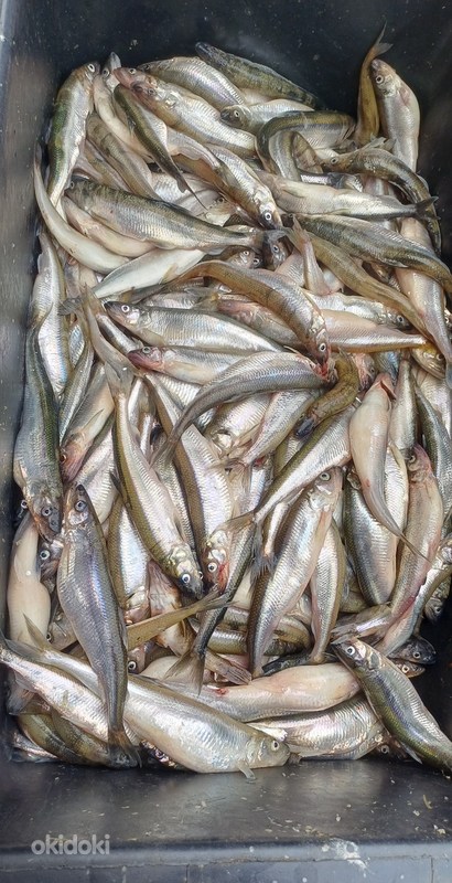 Корюшка - Kohtla-Järve, Ida-Virumaa, Продукты и напитки – okidoki