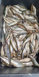Korjuska