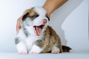 Pembroke welsh corgi kutsikad (2 foto / 7)