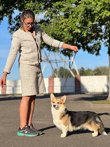 Pembroke welsh corgi kutsikad (6 foto / 7)