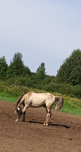 UUT KODU OTSIB EESTI TOUGU POISS RUUDI!🐴 (6 foto / 7)