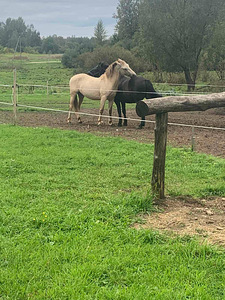 UUT KODU OTSIB EESTI TOUGU POISS RUUDI!🐴 (7 foto / 7)