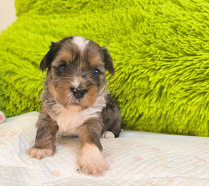 Blue merle yorki kutsikad (2 foto / 8)