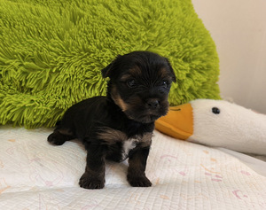 Blue merle yorki kutsikad (5 foto / 8)