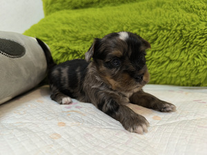 Blue merle yorki kutsikad (3 foto / 8)