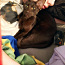 Ориентальная кошка ищет жениха (фото #2)