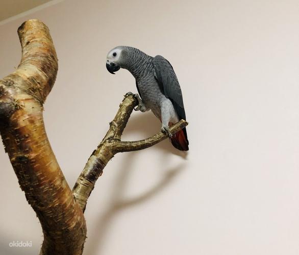 Papagoi jako (arfika hall papagoi) (foto #1)