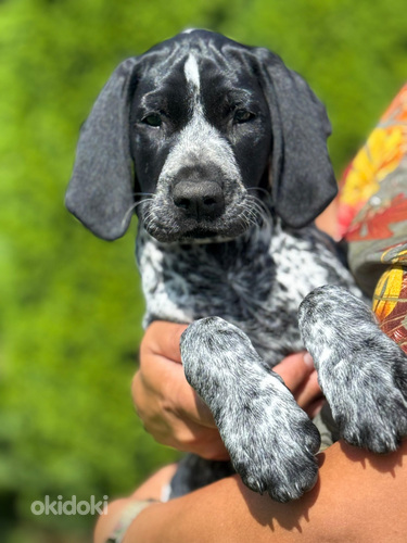 Vācu īsspalvainas putnu suns