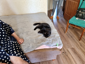 Домашние кошки (2 фото из 2)
