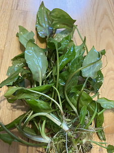 Akvaariumitaim Cryptocoryne (1 foto / 2)
