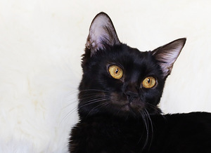 Haruldase värvi Bengali tüdruk Melanistic aretamiseks (5 foto / 6)