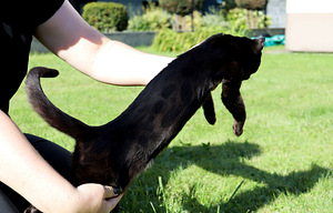 Haruldase värvi Bengali tüdruk Melanistic aretamiseks (6 foto / 6)