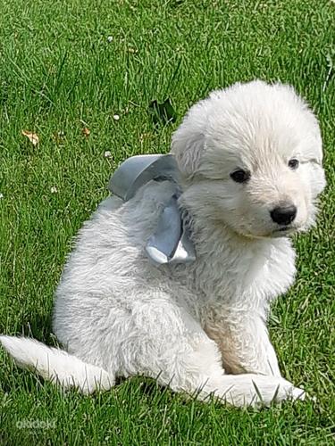 Baltie šveices aitu suņi (foto #6)