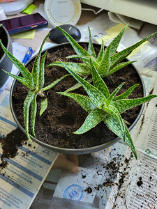 Aloe soaliensis - Aloe somamelenzis (2 foto / 2)