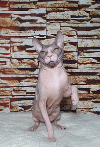 Don sphynx (2 foto / 2)