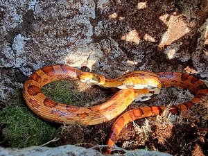 Panterophis guttatus (8 foto no 10)