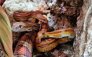 Panterophis guttatus (10 foto no 10)