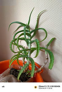 Aloe Vera + 1 Тысячелетние.