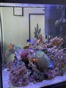 Аквариум с морской водой (3 фото из 5)