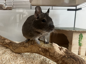 Ma annan ära kaks võluvat degut koos puuriga. (1 foto / 7)