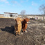 Lehm ja vasikas (foto #4)