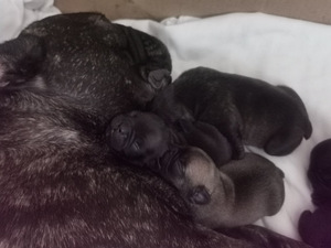 Prantsuse buldog otsib pruuti. (6 foto / 6)