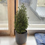Christmas Taim / Plant (+ Free Pot) (foto #1)