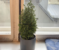 Christmas Taim / Plant (+ Free Pot)