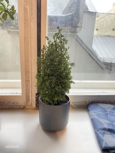 Christmas Taim / Plant (+ Free Pot) (foto #1)