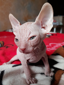 Котята сфинкса (6 фото из 6)