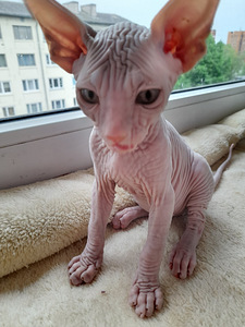 Котята сфинкса (4 фото из 6)
