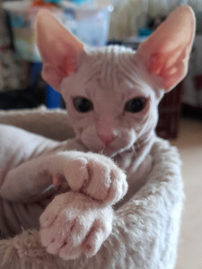 Котята сфинкса (5 фото из 6)