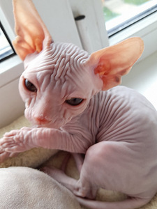 Котята сфинкса (3 фото из 6)