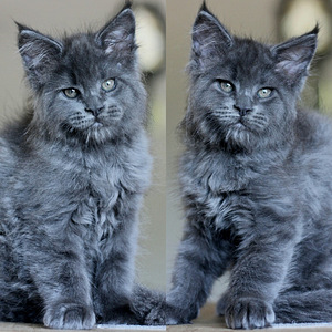 Котята мейн кун (1 фото из 5)