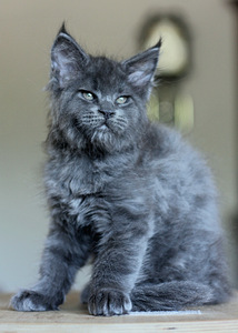 Котята мейн кун (5 фото из 5)