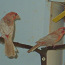 Linnud (foto #2)