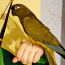 Kivine papagoi (foto #5)